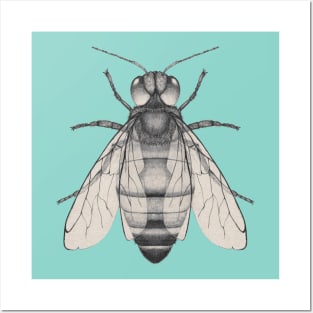 Bee pencil drawing Posters and Art